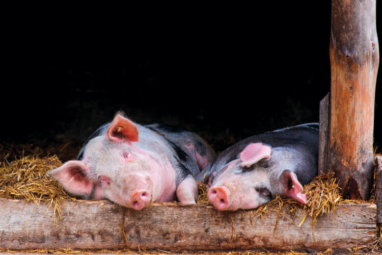 Raising Pigs on a Small Scale